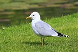 Mew Gull